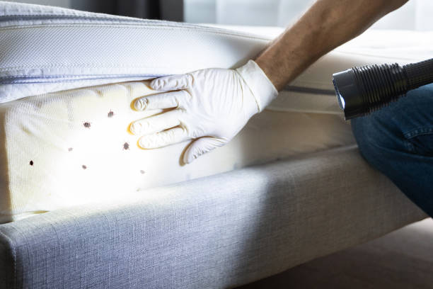 Best Affordable Pest Control Services  in Stansberry Lake, WA