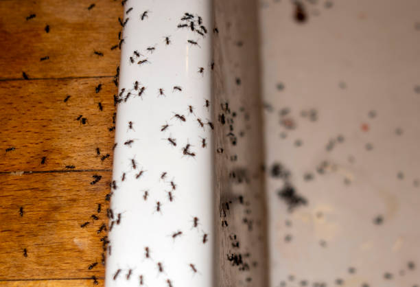 Best Termite Control Services  in Stansberry Lake, WA