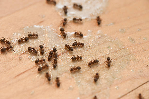 Best Termite Control Services  in Stansberry Lake, WA